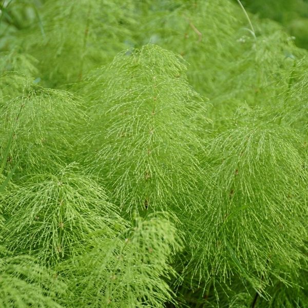 Horsetail