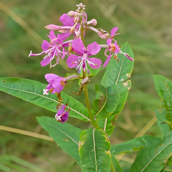 Fireweed