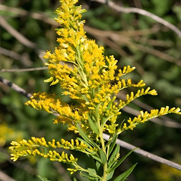 Goldenrod
