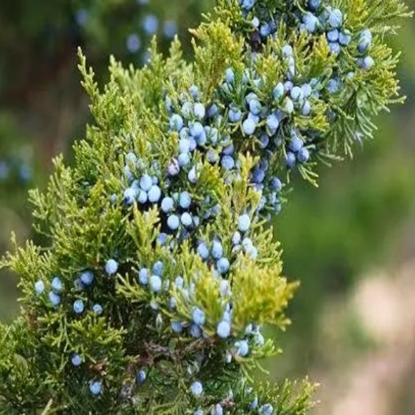 Juniper