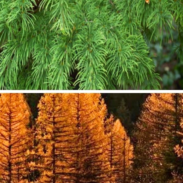 Larch or Tamarack
