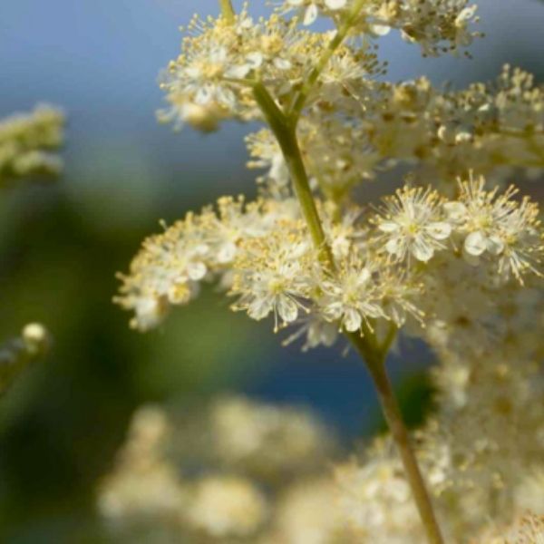 Meadowsweet