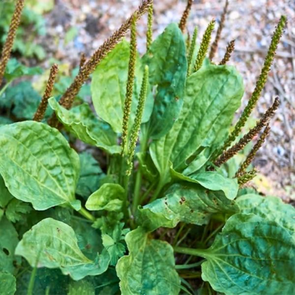 Plantain