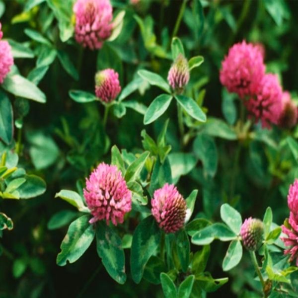 Red Clover
