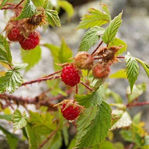 Red Raspberry
