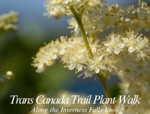 Self-Guided Plant Walk on the Trans Canada Trail