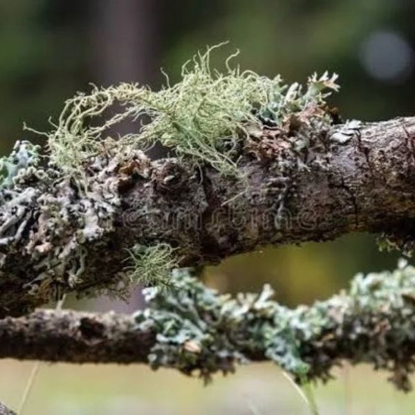 Usnea
