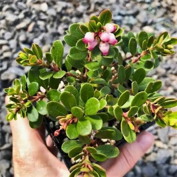 Uva Ursi — Bearberry