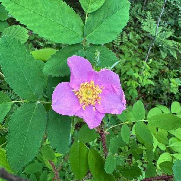 Wild Rose