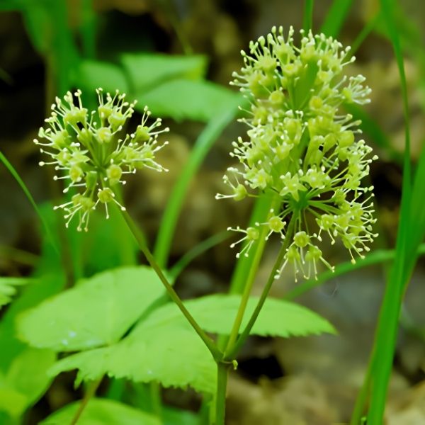 Wild Sarsaparilla
