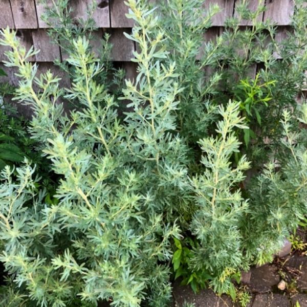 Wormwood